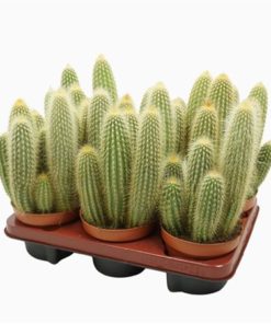 Espostoa Guentheri