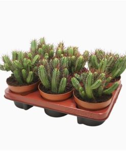 Euphorbia Enopla