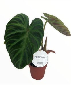 Phil Verrucosum