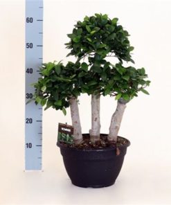 Fic Mi Ginseng Forest Shape