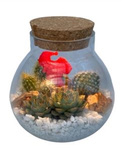 Cactus Mix In Glas With Light
