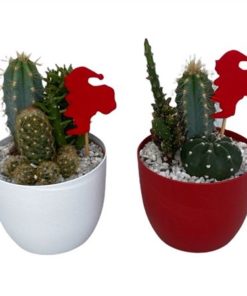 Cactus Mix In Plastic Pot Mix With Xmas Deco