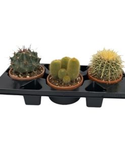 Cactus Mix