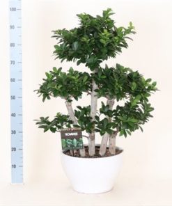 Fic Mi Ginseng Forest Shape In Ceramic Round White