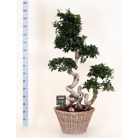 Fic Mi Ginseng Dragon Root Cascade In Basket