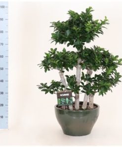 Fic Mi Ginseng Forest Shape In Ceramic Green