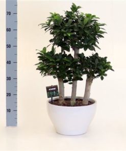 Fic Mi Ginseng Forest Shape In Ceramic White