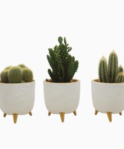 Cactus Mix In Ceramic On Feet