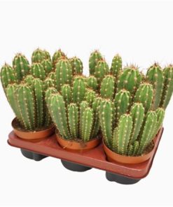 Neoraimondia Herzogi