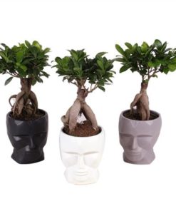 Fic Mi Ginseng In Ceramic Graphic Face