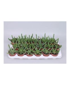 Euphorbia Inermis