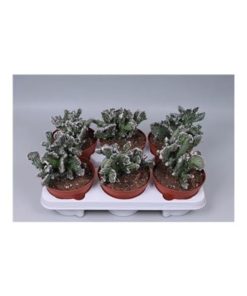 Cactus Monvilea Spegazinni Cristata