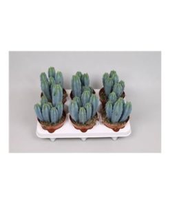 Myrtillocactus Geometrizans