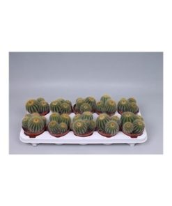 Echev Agavoides Paint Love Mix