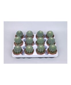 Ferocactus Glaucescends Inermis