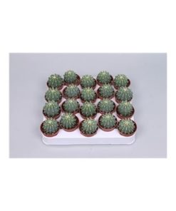 Ferocactus Glaucescends Inermis