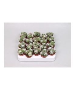Echinopsis Subdenudata