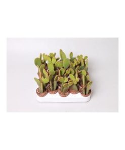 Opuntia Microdasis Rufida