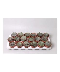 Graptopetalum Bellus Tacticus
