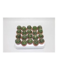 Echinofossulocactus Multicostatus