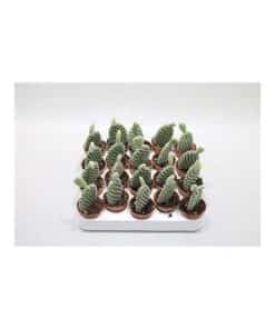Opuntia Microdasis Albata