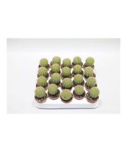 Echinopsis Multiplex