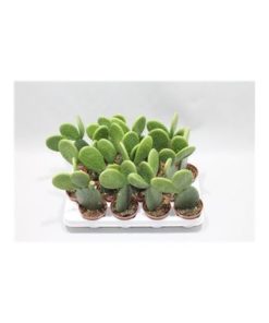 Opuntia Inermis
