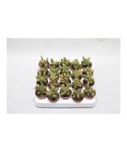 Opuntia Microdasis Rufida Minor