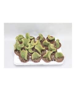 Opuntia Microdasis Palida Cristata