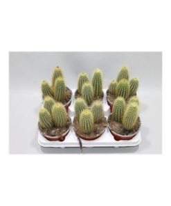 Cactus Vatricania Guentheri