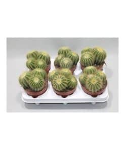 Notocactus Warasii