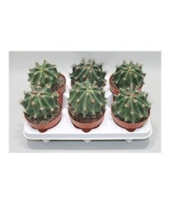 Ferocactus Horridus