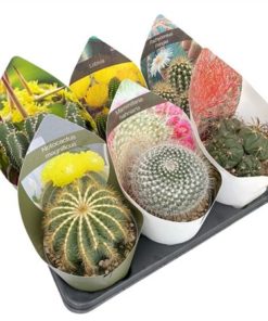 Cactus Mix In Potcover