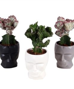 Euphor Lac Cristata Mix In Ceramic Face