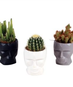 Euphor Lac Cristata Mix In Ceramic Face
