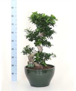 Fic Mi Ginseng S Shape In Ceramic Green