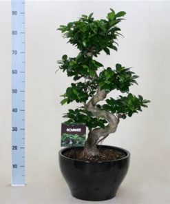 Fic Mi Ginseng S Shape In Ceramic Black
