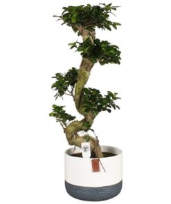 Fic Mi Ginseng S Shape In Ceramic Twotone