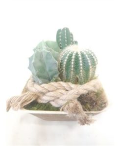 Cactus Mix In Palmcup With Rope