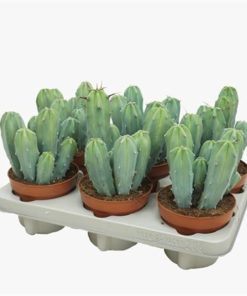 Cere Myrtillocactus Geometrizans