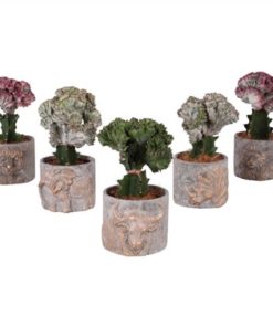 Euphor Lactea Mix In Ceramic