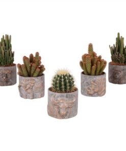 Cactus Mix In Ceramic