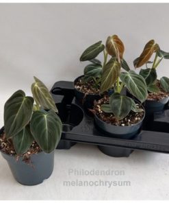 Phil Melanochrysum