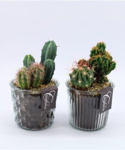 Cactus Mix In Glass