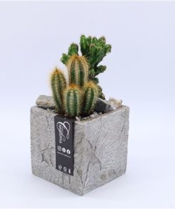 Cactus Mix In Ceramic Square