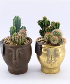 Cactus Mix In Ceramic Face Mix