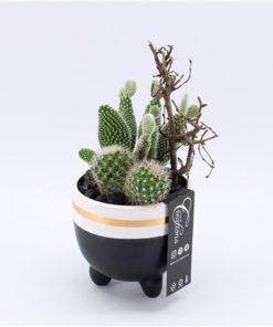 Cactus Mix In Ceramic