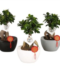 Fic Mi Ginseng In Ceramic Folded Mix