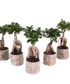 Fic Mi Ginseng In Ceramic