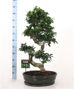 Fic Mi Ginseng S Shape In Ceramic Ovale Green